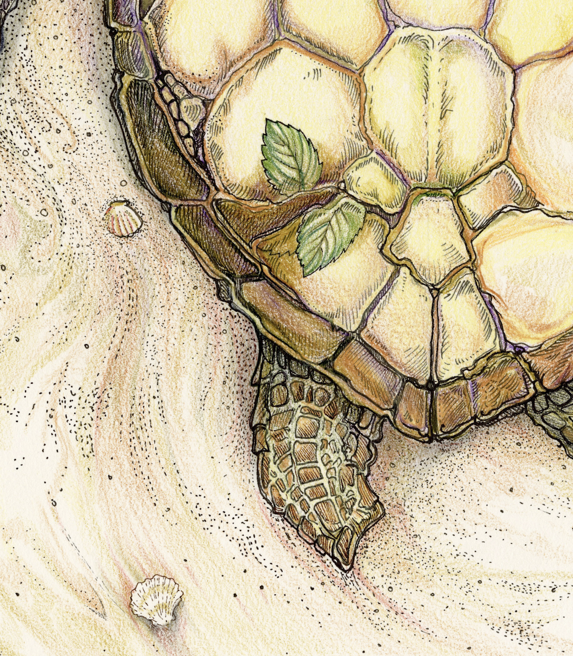 Tattooed Turtle 2 - The Romeo