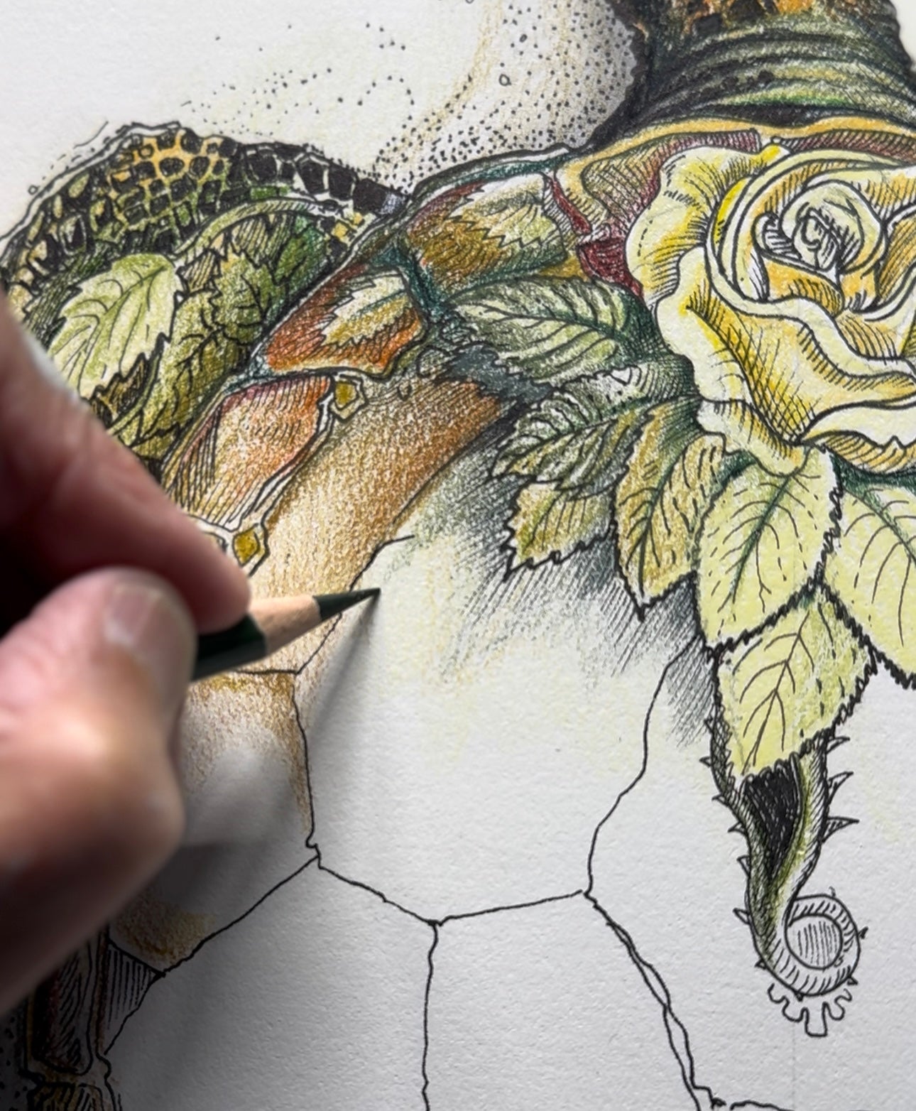 Tattooed Turtle 2 - The Romeo