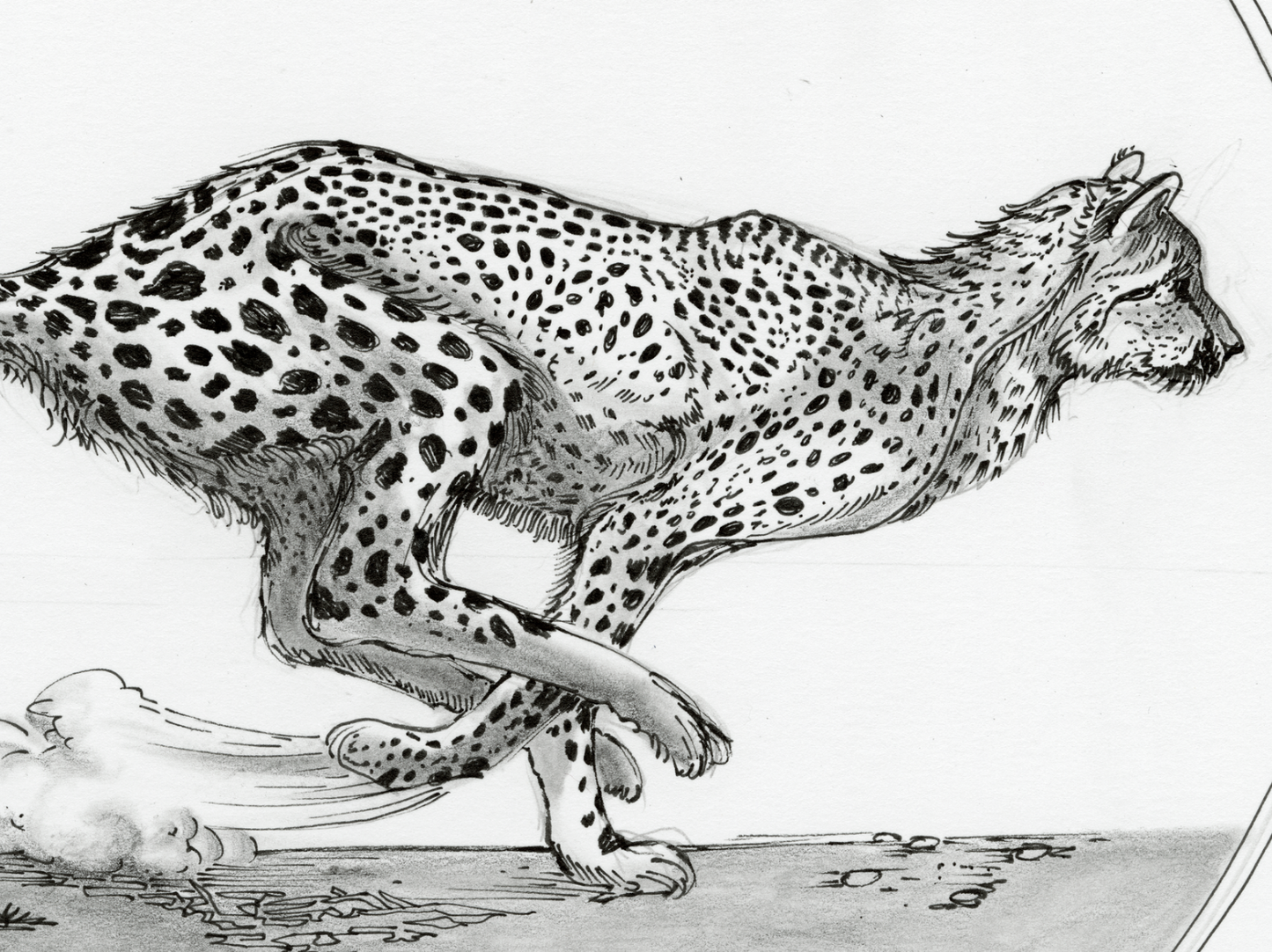 Cheetah