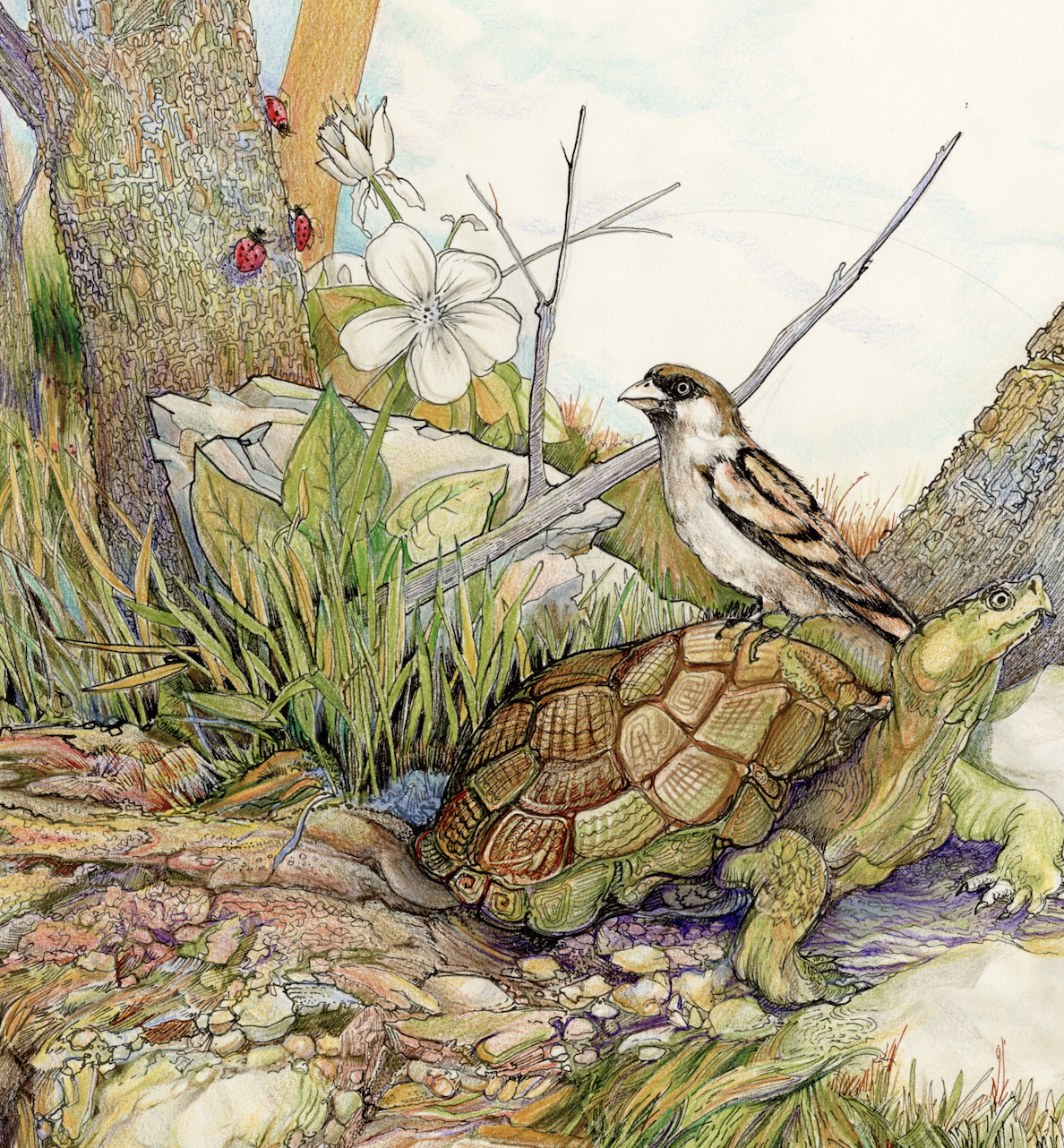 "The Woodland Turtle" Collectable Ceramic